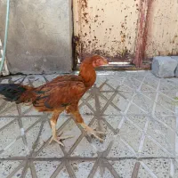 جوجه لاری