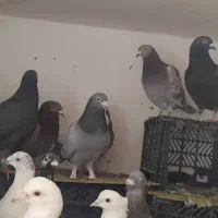 کفتر|پرنده|مشهد, تلگرد|دیوار