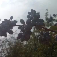 نهال زرشک سیاه بی دانه (تیل)|خدمات باغبانی و درختکاری|تسوج, |دیوار