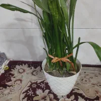 گل سانسوریا