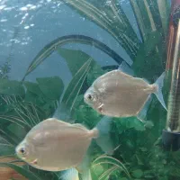 ماهی سیلور دالر|ماهی|میاندوآب, |دیوار