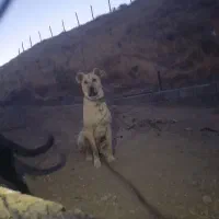 سرابی از نسل دگو