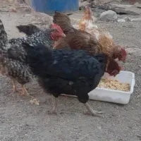 مرغ تخم گزار|حیوانات مزرعه|سده (خراسان جنوبی), |دیوار