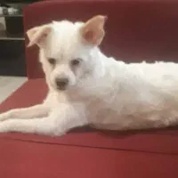 واگذاری سگ اشپیتز دوساله ماده