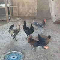 4 عدد خروس و یک عدد مرغ 5 میلیون.