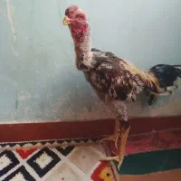 خروس لاری درجه یک