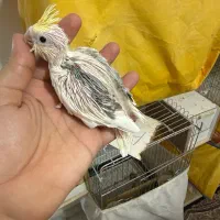 عروس هلندی کرم فیس تک خال و دوکت پروانه ای