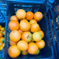 پرتقال آبگیری