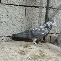 کبوتر پرشی نر و ماده