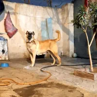 ماده سرابی اصیل