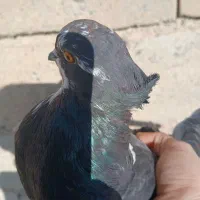 پرشی واویناخ