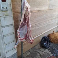 دام با سلاخ