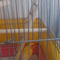 طوطی برزیلی سالم دوتا جفت تخم گذار و۳ جوجه بالغ|پرنده|تهران, سازمان آب|دیوار