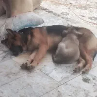 واگذاری سگ ژرمن ماده 9 ماهه شناسنامه دار|سگ|لاهیجان, لیالستان|دیوار