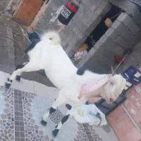 3عدد چپشت ۲ تا گلابی یکی پنجاب دوتا هم کهر اوس سر|حیوانات مزرعه|میناب, |دیوار