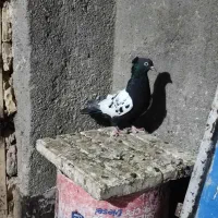 ساده و سینه کفتر جفتگاه وپرش