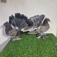 دمچتری امریکایی|پرنده|اصفهان, دهنو (محمدآباد)|دیوار