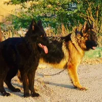 سگ ژرمن|سگ|اهواز, اهواز|دیوار