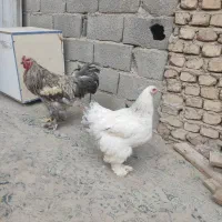 مرغ خروس برهما اصل جوان|حیوانات مزرعه|صباشهر, |دیوار