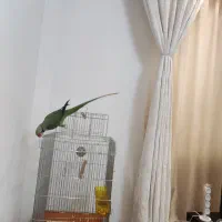 شاه طوطی ملنگو