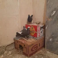 کبوتر|حیوانات|مریوان, |دیوار