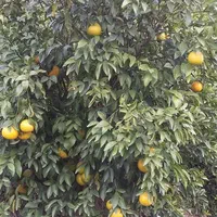 باغچه ۲هزار متری در  خیراباد کرونی روبروی پمپ گاز|فروش دفتر صنعتی، کشاورزی، تجاری|کازرون, |دیوار