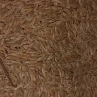 جو بفروش میرسد