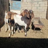 2راس بزغاله|حیوانات مزرعه|بردسکن, |دیوار