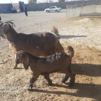 بزغاله|حیوانات مزرعه|کنگاور, |دیوار