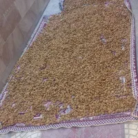 بادام مامایی امسال چیده شده