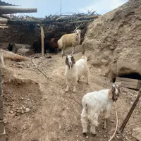 بره نر  با بزغاله