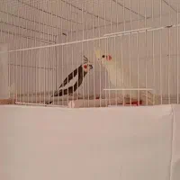 یه جفت عروس هنلدی