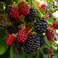 نهال شاه توت خونی در مجوعه نهالستان بزرگ پاشاپور