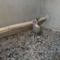 مرغ .خروس|حیوانات مزرعه|قم, پردیسان|دیوار