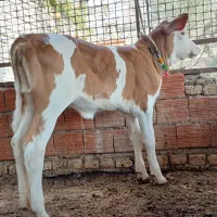 گوساله سیمینتال ماده قرمز شرابی اصیل شیری از گاو