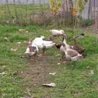 فروش غاز بالغ|حیوانات مزرعه|خمام, |دیوار