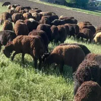 فروش بره نر برای پرواری
