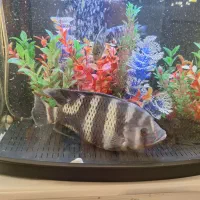 ماهی سیچیلاید28سانت|ماهی|فردیس, فردیس|دیوار