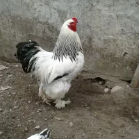 معاوضه دوعدد خروس برهما حدودا ۱۰ ماهه
