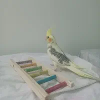 عروس هلندی نر