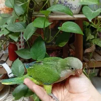 جوجه راهب سبز سرلاکی دستی پرپوش و نرمه خور|پرنده|مشهد, وکیل‌آباد|دیوار