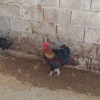 خروس محلی