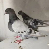 کبوتر|پرنده|قرچک, زیبا شهر|دیوار