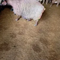 میش جوان کشتاری