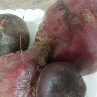 چغندر دامی و لبوی اورگانیک