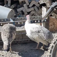 خروس سیاه مرندی و بوقلمون برنز|حیوانات مزرعه|بیرجند, |دیوار