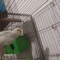 مرغ عشق ماده