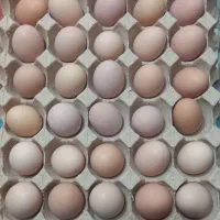 تخم مرغ محلی