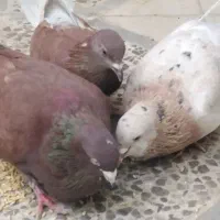 3 عدد کبوتر نژاد دار