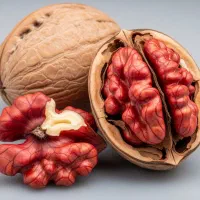 عرضه مستقیم بهترین ارقام نهال ژنوتیپ بدون واسطه